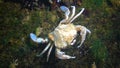 Fauna Black Sea. Swimming crab Macropipus holsatus