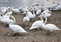 Animal birds swans