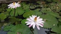 Fauna and flora lotus natur beauty