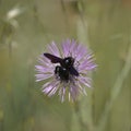 Fauna of Gran Canaria - Xylocopa violacea, the violet carpenter bee