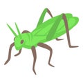 Fauna grasshopper icon isometric vector. Pest happy insect Royalty Free Stock Photo