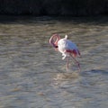 Flamingos in the ornithological park of the bridge of Gau near the pond of Gines with Saintes Maries of the Sea in Camargue in Bou