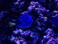 blue surgeonfish in saltwater aquarium Royalty Free Stock Photo