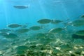 Fauna of our planet: a flock of fish in the clear water of the Aegean near the bottom. The science of fish is ichthyology.