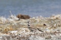 The fauna of Tibet. Small bird on the shore of a salt-water mountains lake in Tibet, China