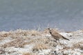 The fauna of Tibet. Small bird on the shore of a salt-water mountains lake in Tibet, China