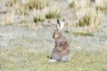 Fauna of Tibet. Tibetan curly hare Lepus oiostolus on the shore of lake Manasarovar