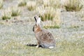 Fauna of Tibet. Tibetan curly hare Lepus oiostolus on the shore of lake Manasarovar