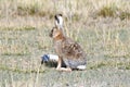 Fauna of Tibet. Tibetan curly hare Lepus oiostolus on the shore of lake Manasarovar