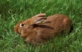 FAUVE DE BOURGOGNE RABBIT, BREED FROM BURGUNDY IN FRANCE Royalty Free Stock Photo