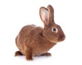 Fauve de Bourgogne rabbit Royalty Free Stock Photo