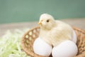 Faux Chick sits on eggs in a basket Royalty Free Stock Photo