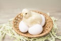 The faux chicken sits on the eggs Royalty Free Stock Photo