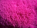 Faux fur or wool of bright pink and fuchsia color. Intense shade. Soft fluffy material for sewing toys, clothes or upholstery.