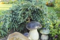 Faux mushrooms on the background of the juniper. Landscape. Background