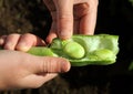 Fava Bean Opened and in Hand