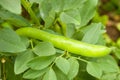 Fava beans plant in the garden with mature stroke Royalty Free Stock Photo