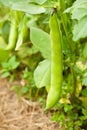 Fava beans plant in the garden with mature stroke Royalty Free Stock Photo