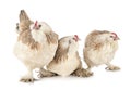 Faverolles chicken in studio Royalty Free Stock Photo
