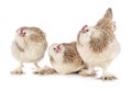 Faverolles chicken in studio Royalty Free Stock Photo