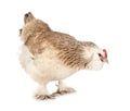 Faverolles chicken in studio Royalty Free Stock Photo