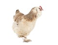 Faverolles chicken in studio Royalty Free Stock Photo