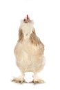Faverolles chicken in studio Royalty Free Stock Photo