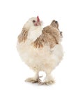 Faverolles chicken in studio Royalty Free Stock Photo