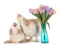 Faverolles chicken in studio Royalty Free Stock Photo