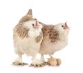 Faverolles chicken in studio Royalty Free Stock Photo