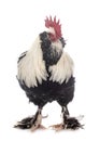 Faverolles rooster in studio Royalty Free Stock Photo