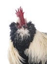Faverolles rooster in studio Royalty Free Stock Photo