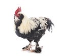 Faverolles rooster in studio Royalty Free Stock Photo