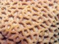 Favia lacuna coral macro Royalty Free Stock Photo