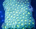Favites brain coral underwater Royalty Free Stock Photo