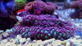 Brain LPS Coral, Favites in saltwater reef aquarium tank