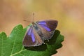 Favonius quercus , The Purple Hairstreak butterfly