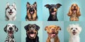 favorite dog breed. Royalty Free Stock Photo