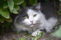 Favorite of the family, gray-white cat with serious and calm look lies on lawn in thickets of grass. The cat is hunter. Close-up