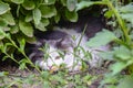 Favorite of the family, gray-white cat with serious and calm look lies on lawn in thickets of grass. The cat is hunter