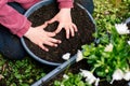 Favorite hobby, caring for plants, little girl`s hands showing a heart shape on a pot of earth before planting flowers Royalty Free Stock Photo