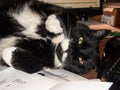 Favorite place - Reclining , cute,Tomcat on a writing desk