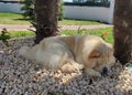 Cream chow-chow dog under a palm tree