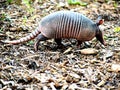 Armadillo in Florida Walking