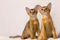 Abyssinian kittens. Ancient cat breed.