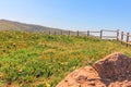 Beautifuls many flowers in Cabo Da Roca, capital of Portugal.