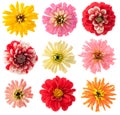 Favourite garden flowers set Royalty Free Stock Photo