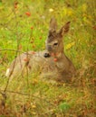 Fawn