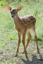 Fawn