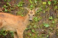 Fawn Royalty Free Stock Photo